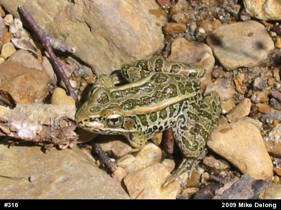 Pickerel Frog