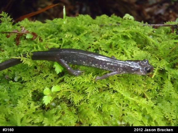 Wehrle's Salamander