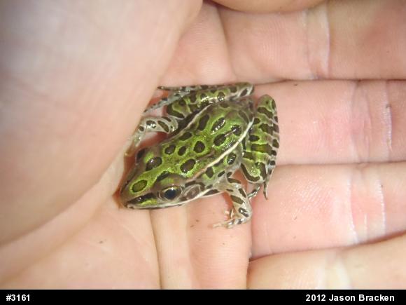 Northern Leopard Frog