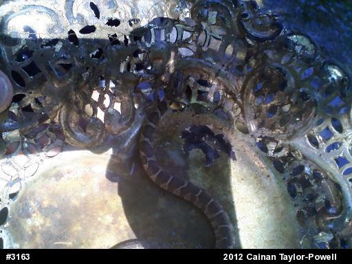 Northern Watersnake