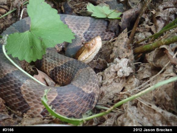 Northern Copperhead