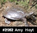 Eastern Spiny Softshell