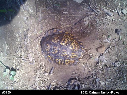 Eastern Box Turtle