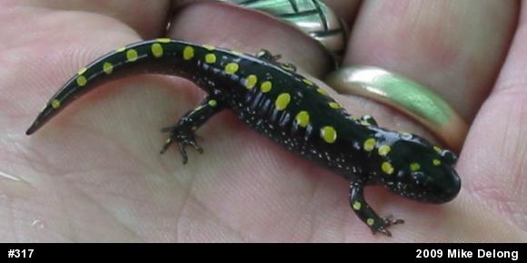 Spotted Salamander