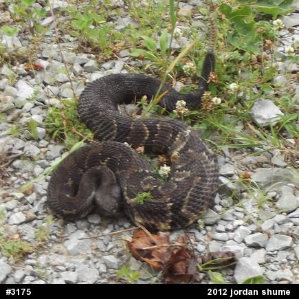 Timber Rattlesnake