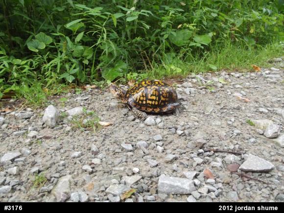 Eastern Box Turtle