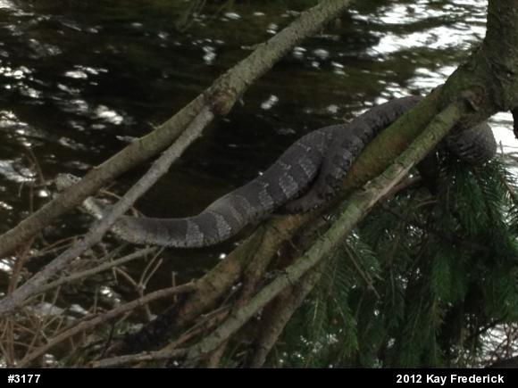 Northern Watersnake