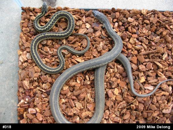 Eastern Gartersnake
