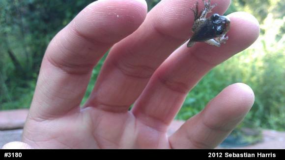 Gray Treefrog