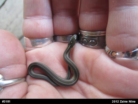 Shorthead Gartersnake