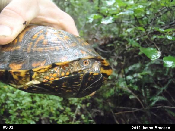 Eastern Box Turtle