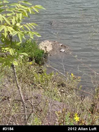Eastern Spiny Softshell