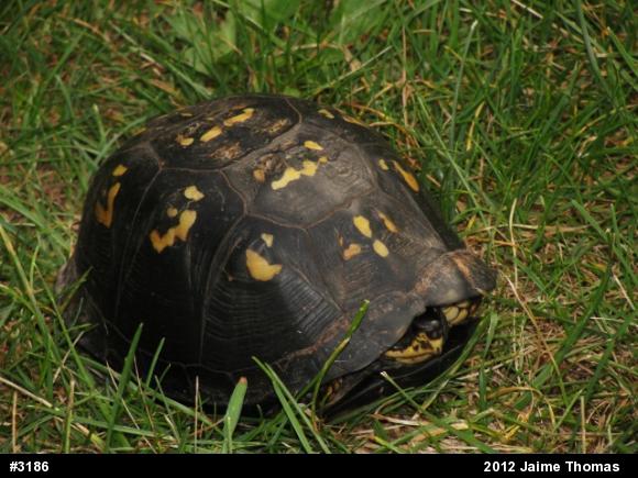 Eastern Box Turtle