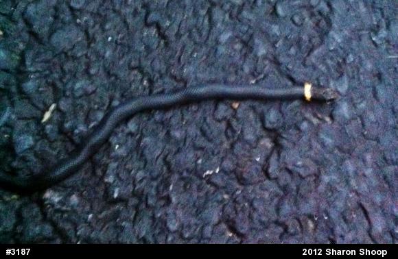 Northern Ring-necked Snake