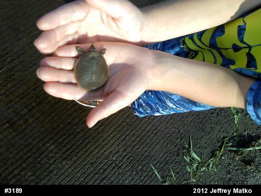 Eastern Spiny Softshell