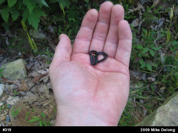 Northern Ring-necked Snake