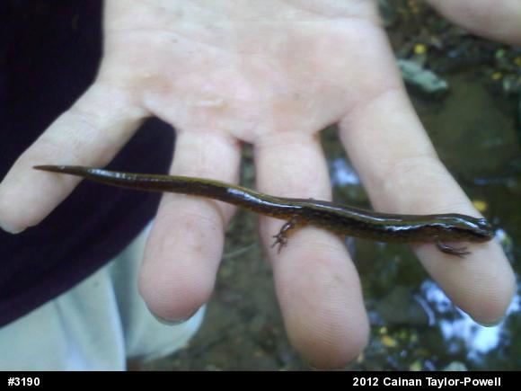 Northern Two-lined Salamander