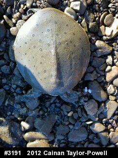 Eastern Spiny Softshell