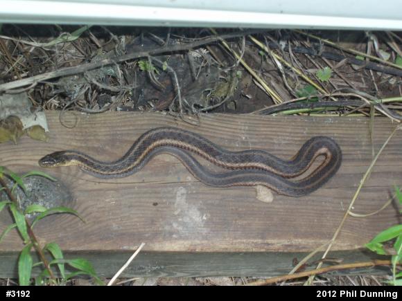 Eastern Gartersnake
