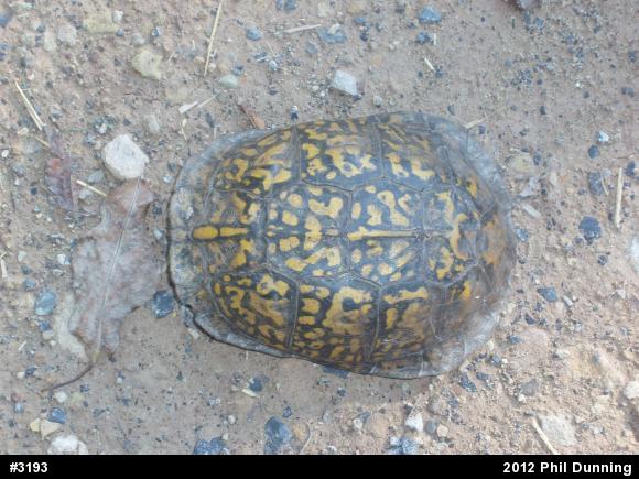 Eastern Box Turtle