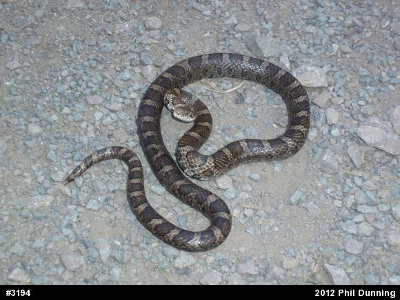 Eastern Milksnake