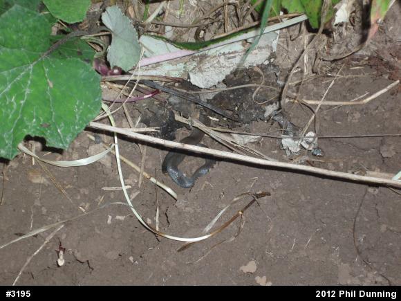 Northern Ring-necked Snake