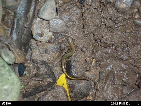 Northern Two-lined Salamander