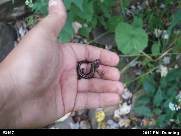 Allegheny Mountain Dusky Salamander