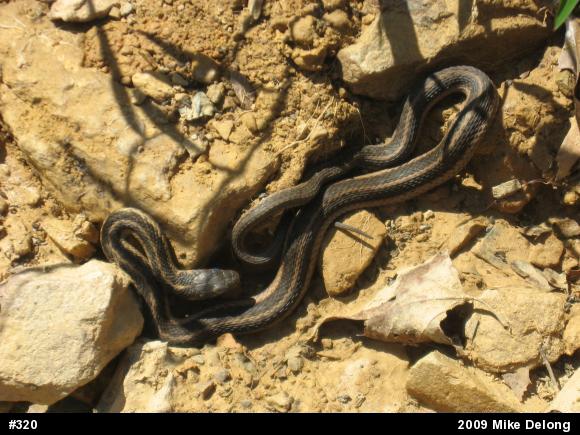 Eastern Gartersnake