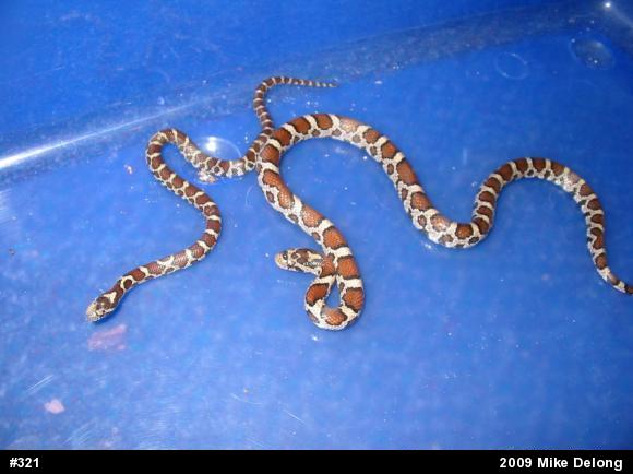 Eastern Milksnake