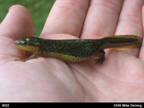 Red-spotted Newt