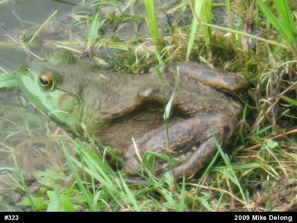 American Bullfrog
