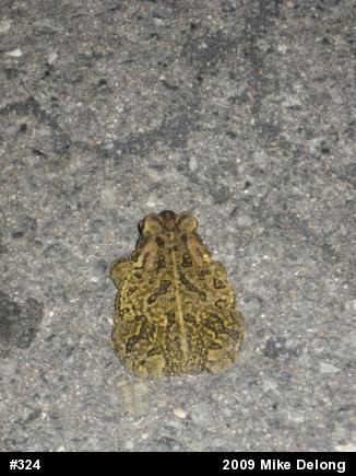 Fowler's Toad