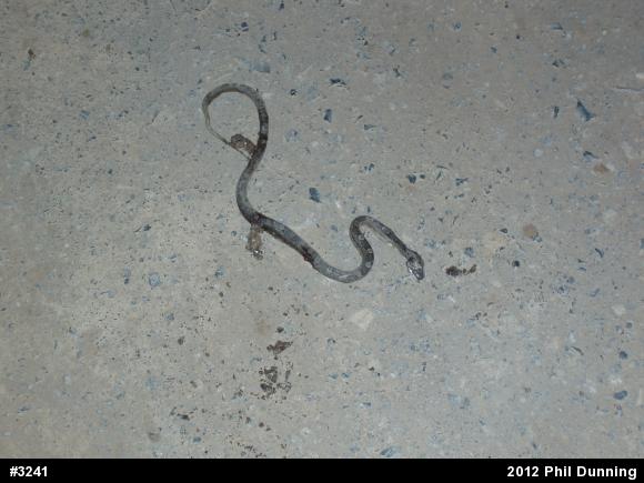 Eastern Ratsnake