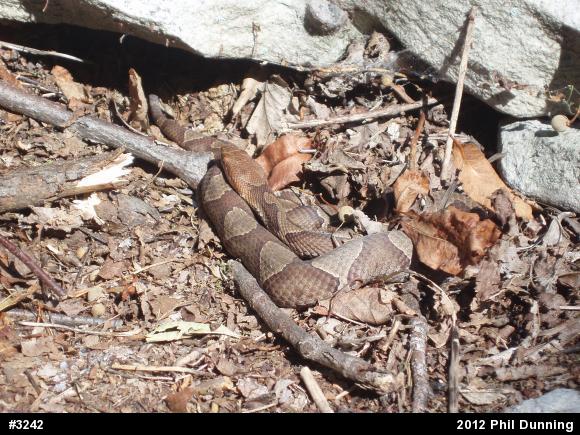 Northern Copperhead