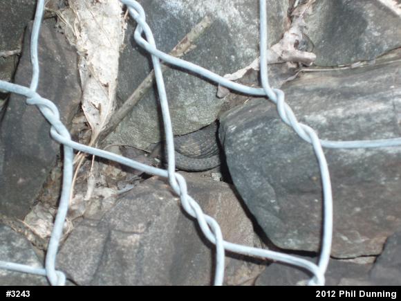 Northern Watersnake