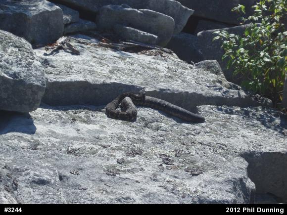 Timber Rattlesnake