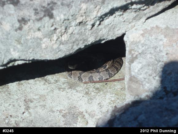 Timber Rattlesnake