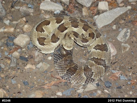 Timber Rattlesnake