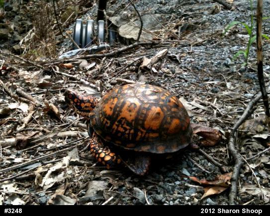 Eastern Box Turtle