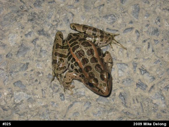 Pickerel Frog