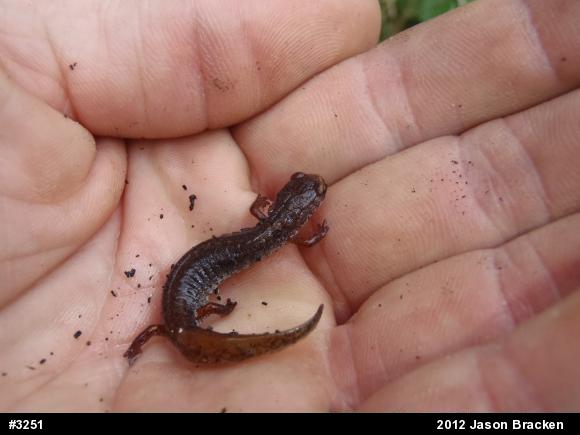 Four-toed Salamander