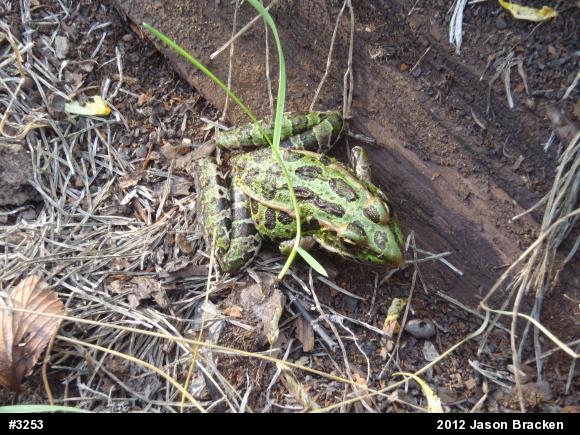 Northern Leopard Frog