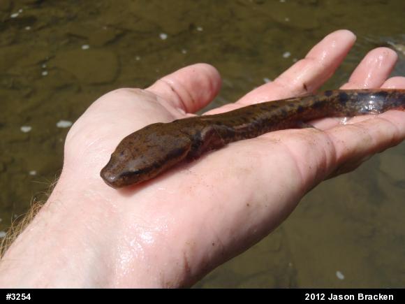 Common Mudpuppy