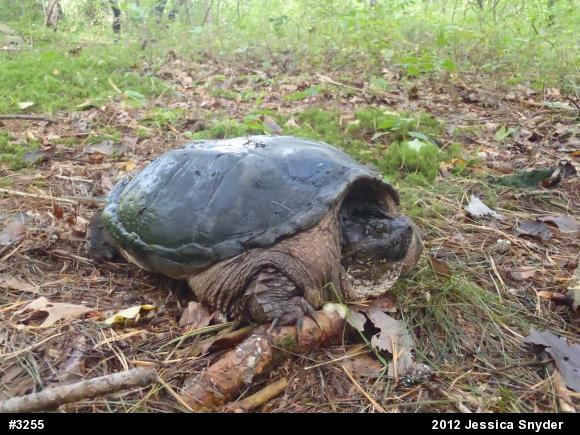 Snapping Turtle