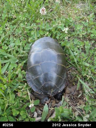 Eastern Painted Turtle