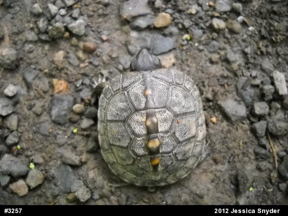 Eastern Box Turtle