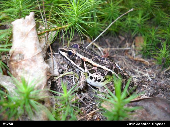 Pickerel Frog