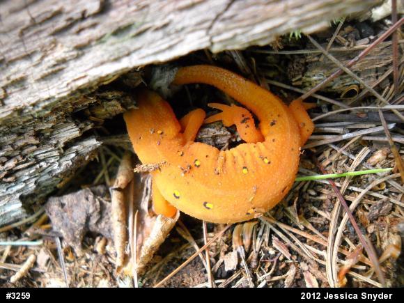 Red-spotted Newt