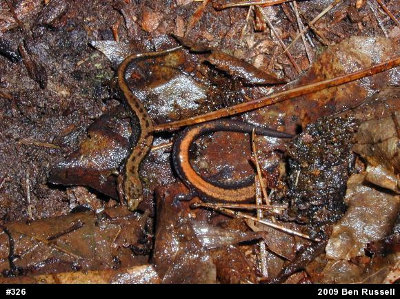 Eastern Red-backed  Salamander